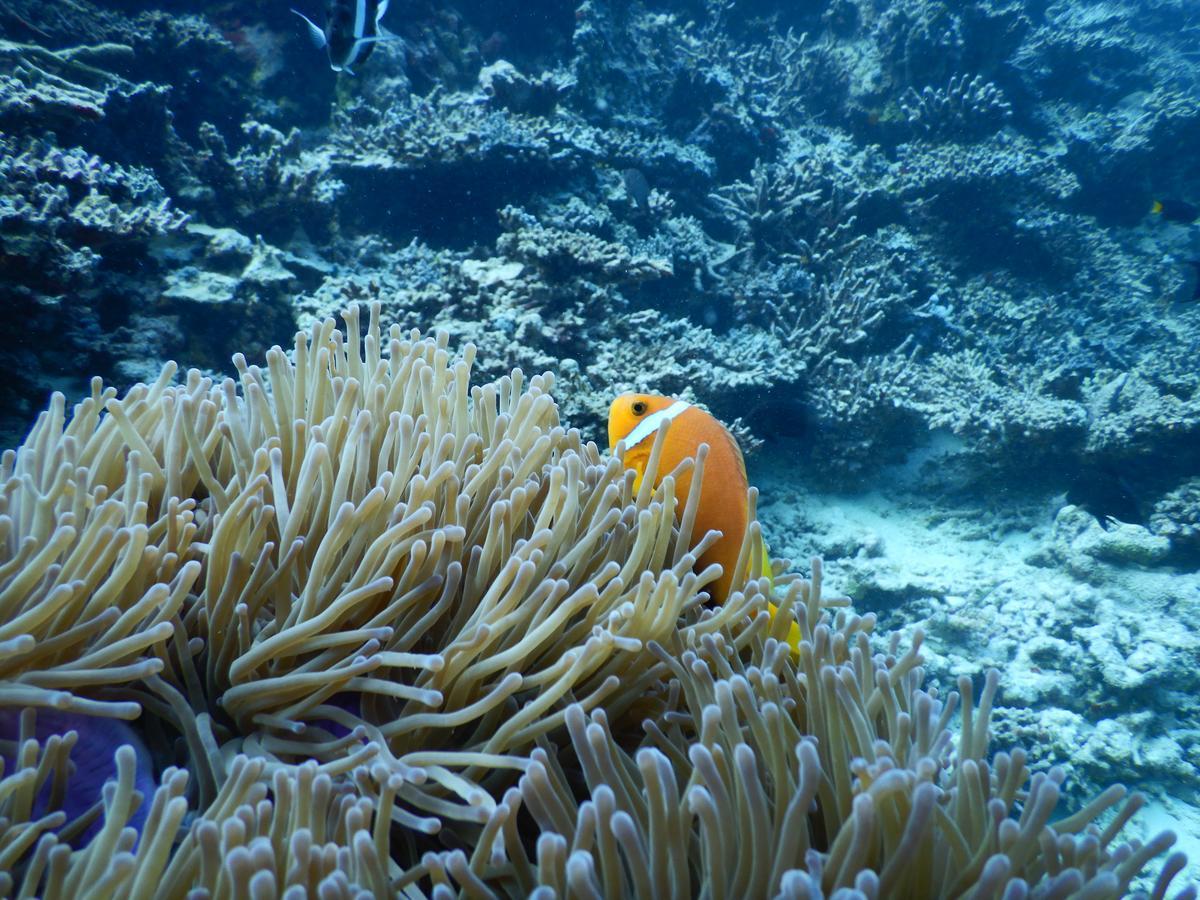 Noovilu Suites Maldives Mahibadhoo Стая снимка