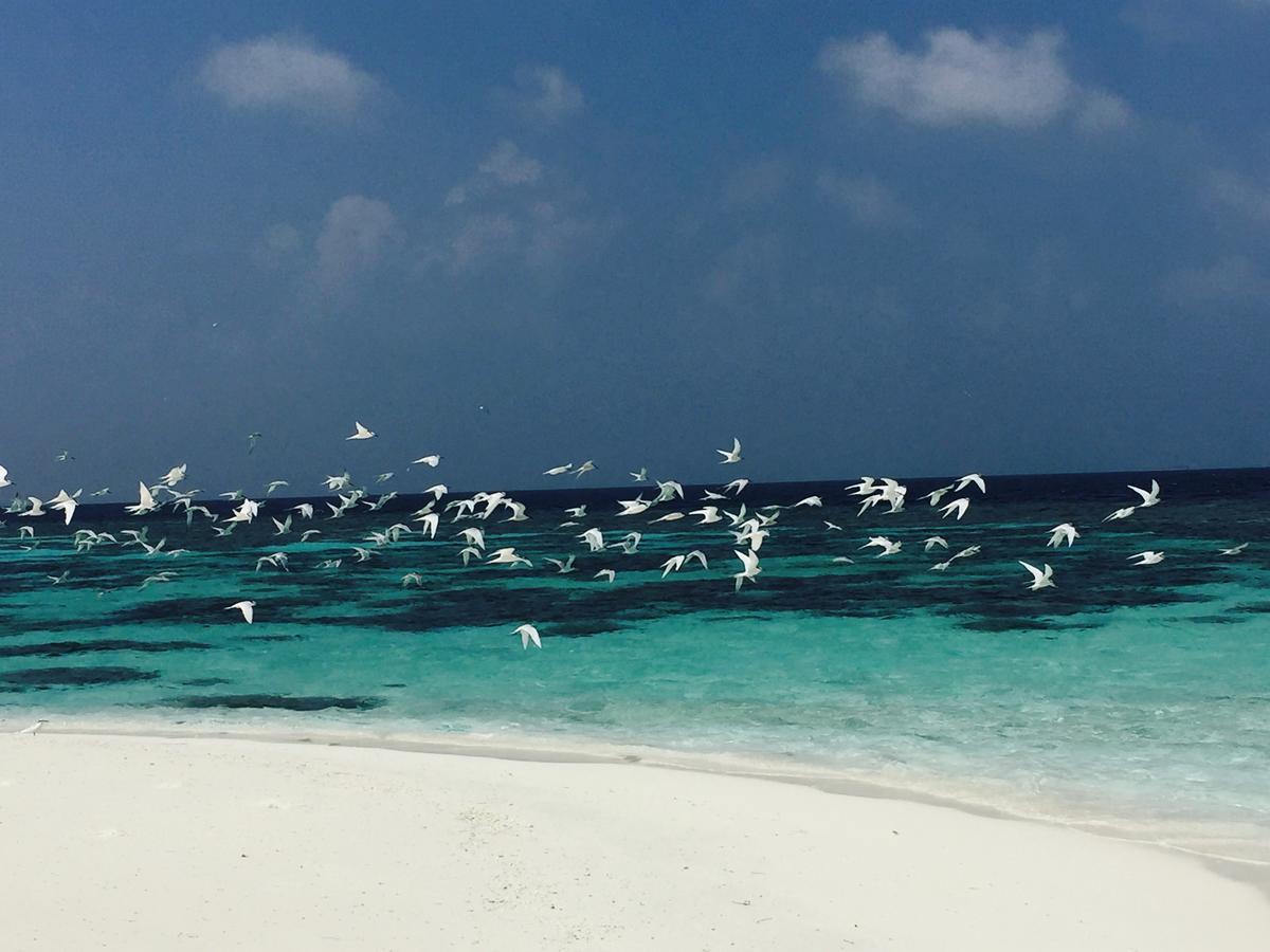 Noovilu Suites Maldives Mahibadhoo Екстериор снимка